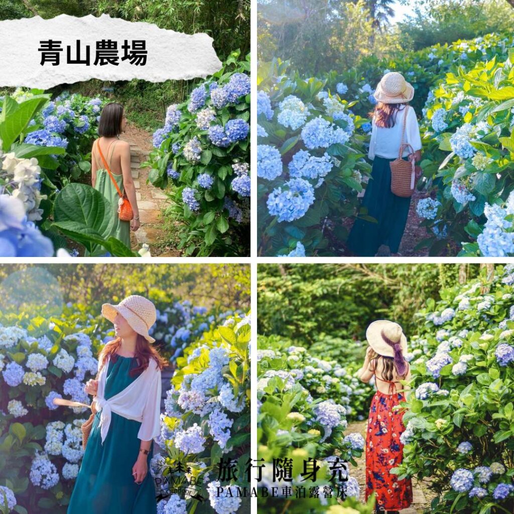 青山農場 IG：@one.mjp、@tintinghi、@kellyx.xue