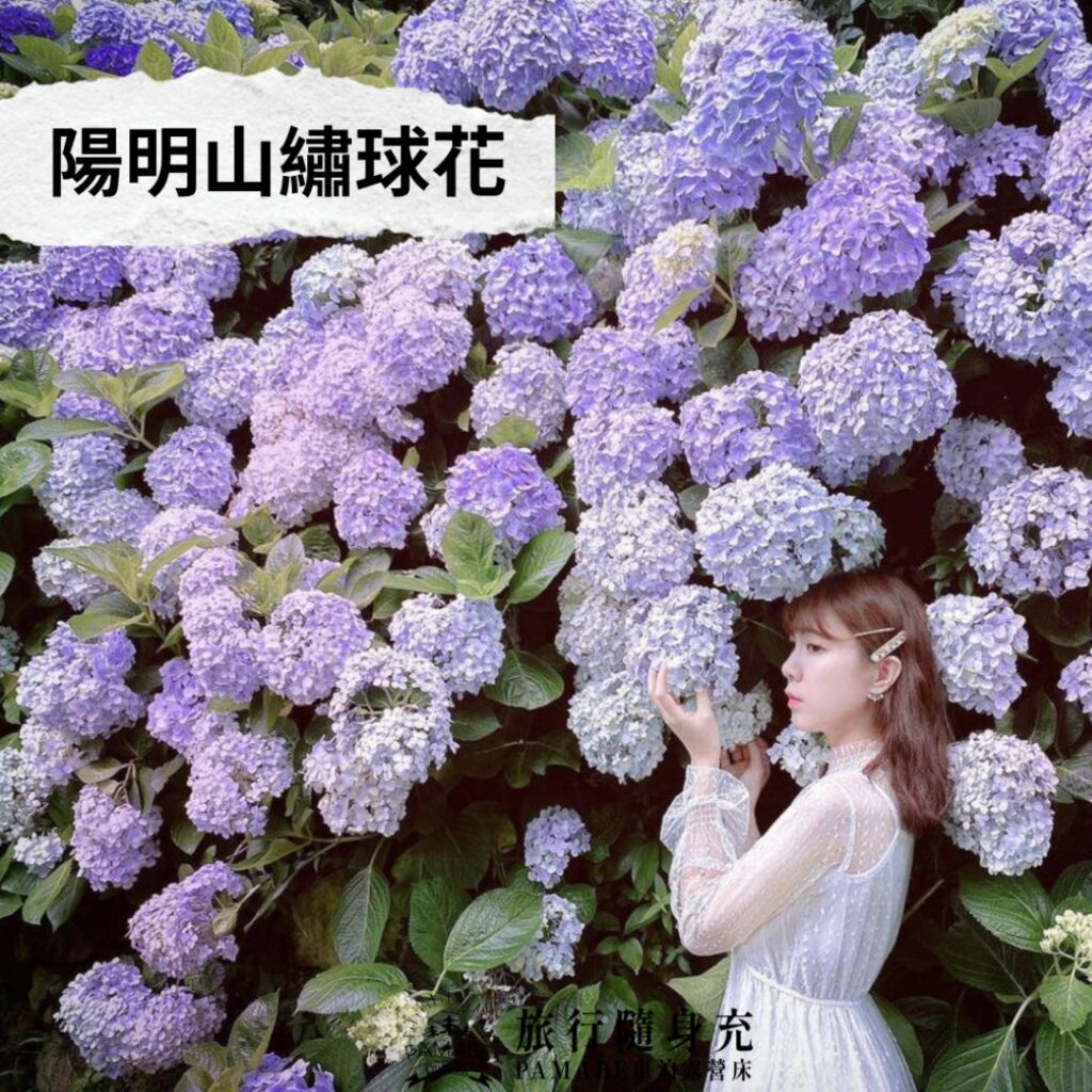 陽明山繡球花 IG：@abbyho_0917